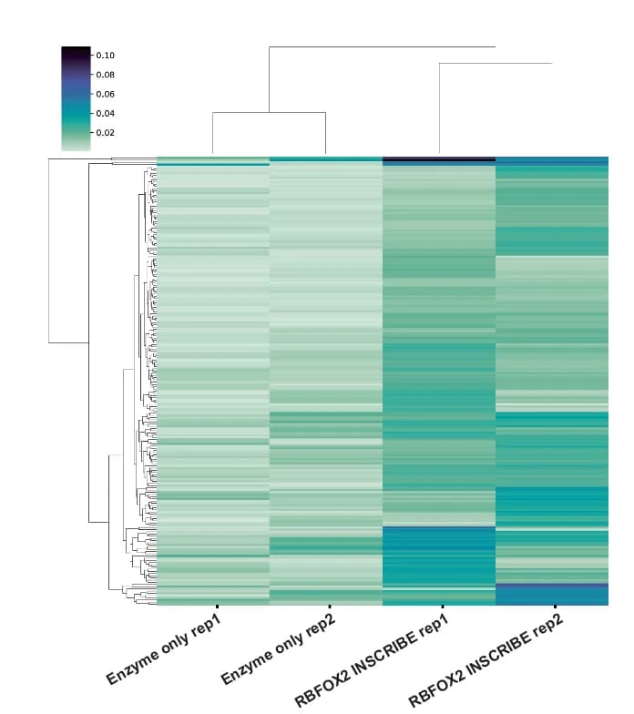Open access visualization of Heatmap, Clustered, EditsC, RNA Isoforms, RBFOX2-INSCRIBE