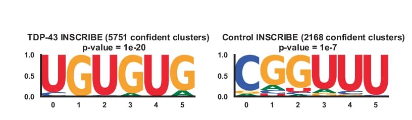 Open access visualization of Illustration, Motif Discovery, TDP-43, INSCRIBE, Motif