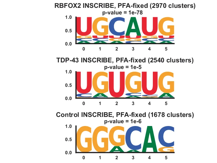 Open access visualization of Illustration, De Novo Motif Analysis, Edit Clusters, RBFOX2 Motif, TDP-43 Motif