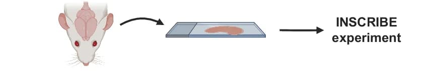 Open access visualization of Workflow, Illustration, RBFOX2-INSCRIBE, Mouse Brain Tissue, Schematics