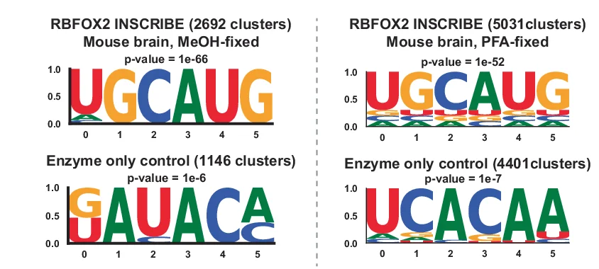 Open access visualization of Illustration, HOMER, Motif Discovery, RBFOX2 Motif, UGCAUG