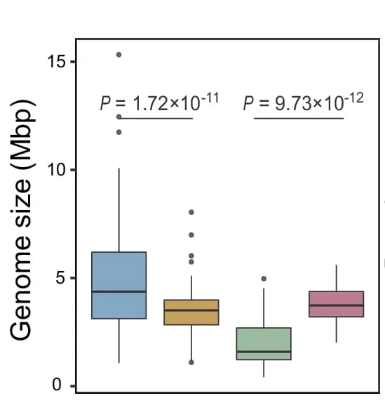 Open access visualization of Box Plot, Genome Size, Bacterial Response Groups, Archaeal Response Groups
