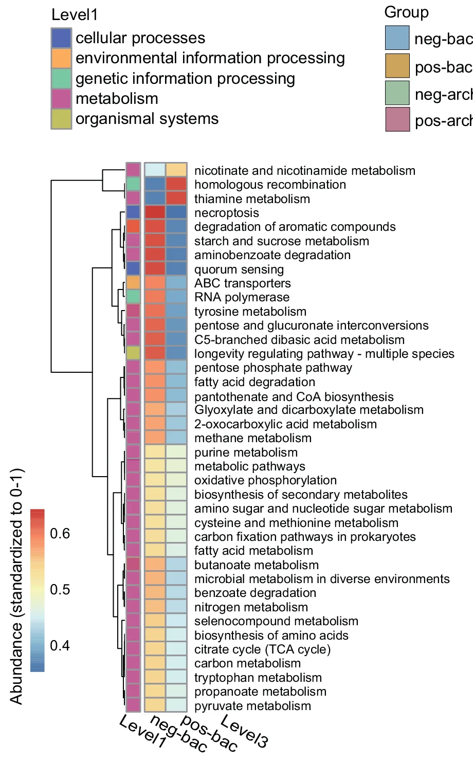 Open access visualization of Heatmap, Clustered, KEGG Pathway, BRITE Hierarchy, Response Group