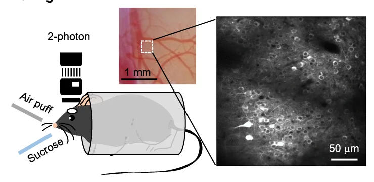 Open access visualization of Microscopy, Illustration, In Vivo Imaging, Two-Photon Imaging, ACC Neurons