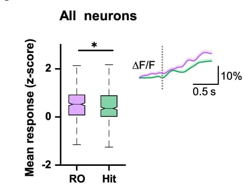 Open access visualization of Box Plot, Line Plot, Neurons, Population Responses, Cue Onset
