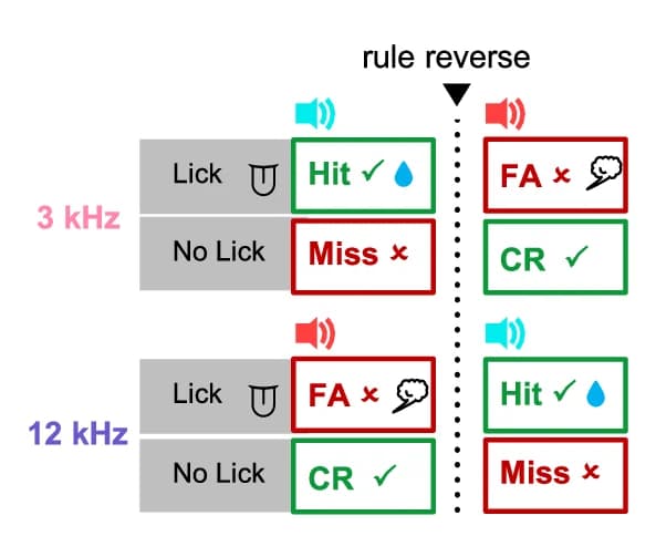 Open access visualization of Workflow, Flowchart, Illustration, Table Image, Stimulus-Outcome Contingency Reversal