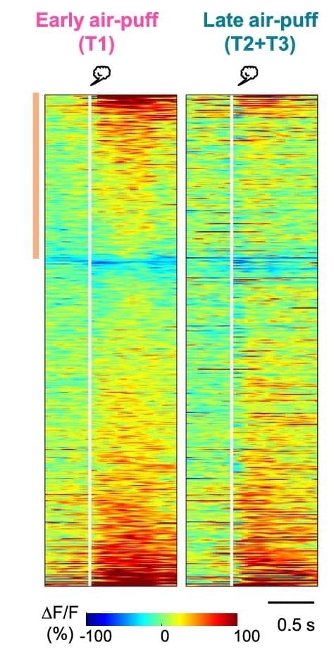 Open access visualization of Heatmap, Trial-Averaged Neuronal Responses, Air Puff, Early Period, Late Period