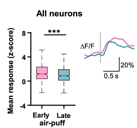 Open access visualization of Box Plot, Line Plot, Air-Puff Evoked Response, Early Period, Late Period