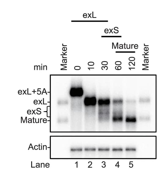 Open access visualization of Gel, In Vitro Assay, Cell Extracts, RNA Purification, Polyacrylamide Gel
