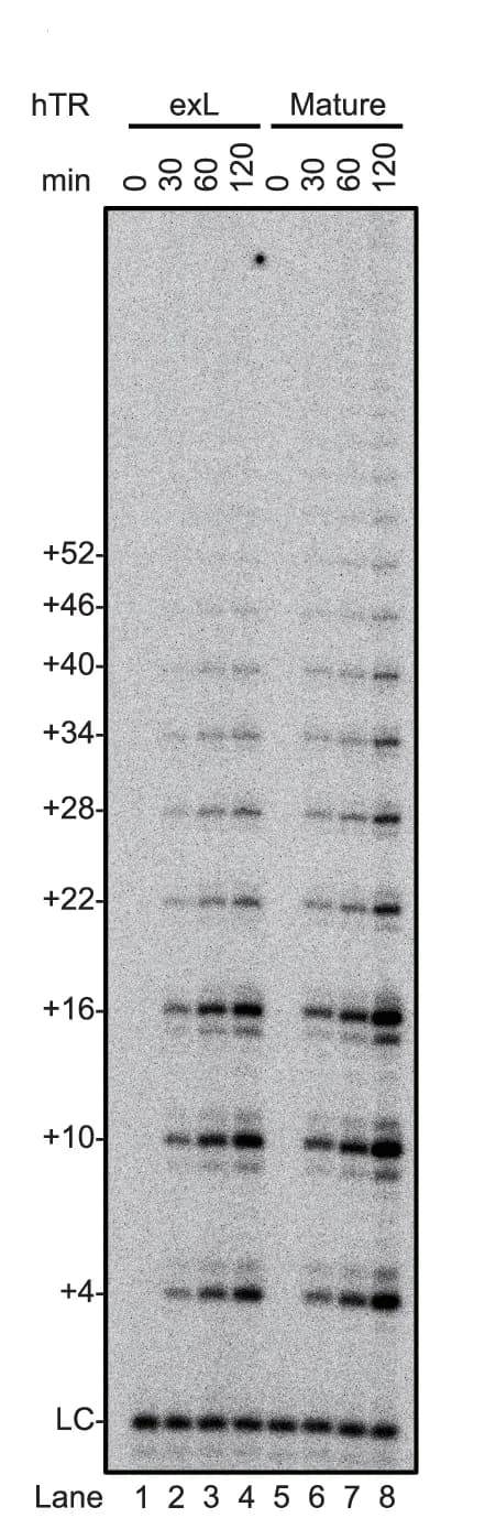 Open access visualization of Gel, Telomerase Activity, In Vitro Assay, Purified Telomerase, hTR Forms