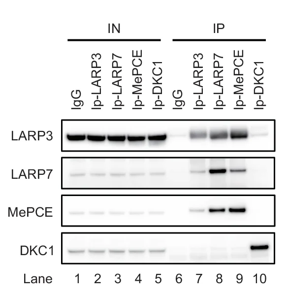 Open access visualization of Gel, Western Blot, Cell Extracts, Immunoprecipitation, LARP3