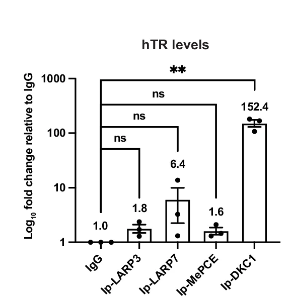 Open access visualization of Bar Plot, Error Bars, RTqPCR, hTR, Immunoprecipitation