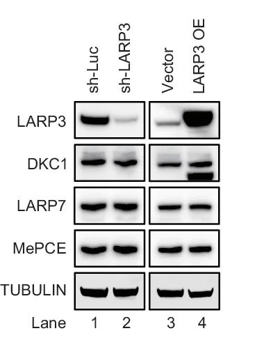 Open access visualization of Gel, Western Blots, Cell Extracts, shRNA, LARP3 Plasmid