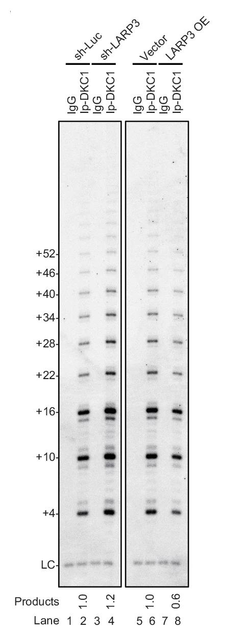 Open access visualization of Gel, LARP3, Immunoprecipitation, Cell Extracts, shRNA