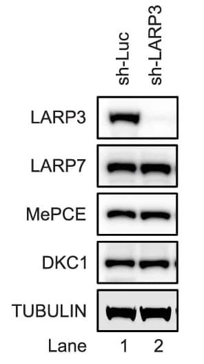 Open access visualization of Gel, Western Blot, Cell Extracts, K562 Cells, shRNAs