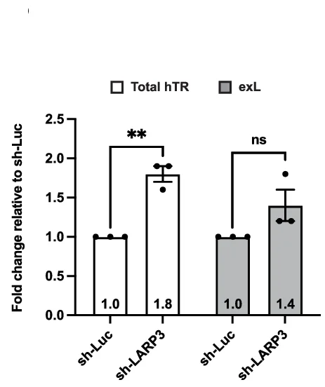 Open access visualization of Bar Plot, Error Bars, Clustered, Total RNA, LARP3 Knockdown
