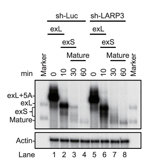 Open access visualization of Gel, In Vitro Assay, 3' End Processing, 32 P-labelled hTR Fragments, Cell Extracts