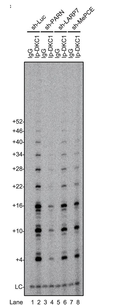 Open access visualization of Gel, Telomerase Activity Assay, DKC1 Immunoprecipitates, shRNA-treated HeLa Cell Extracts