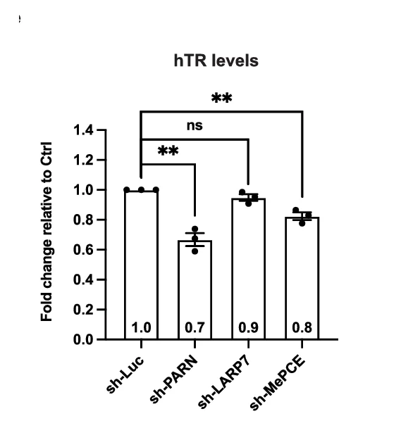Open access visualization of Bar Plot, Error Bars, Northern Blots, Total RNA, shRNA-treated HeLa Cells