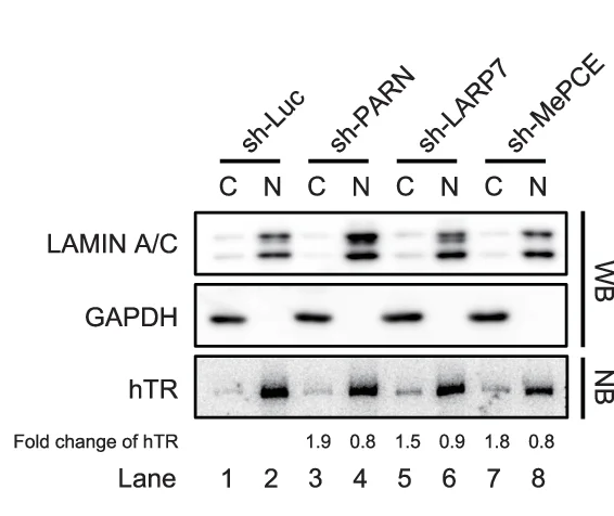 Open access visualization of Gel, Protein, RNA, Nuclear Fractions, Cytosolic Fractions