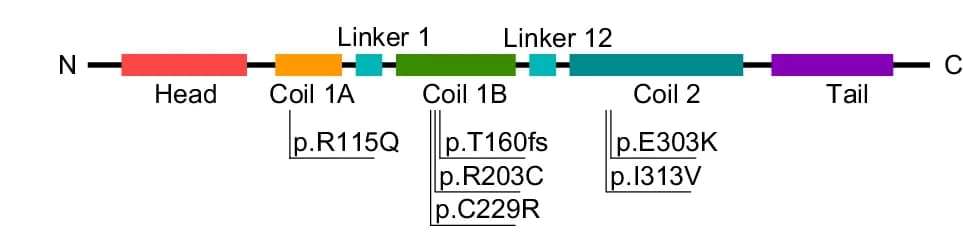 Open access visualization of Workflow, Illustration, KRT32, Primary Structure, Pathogenic Mutations
