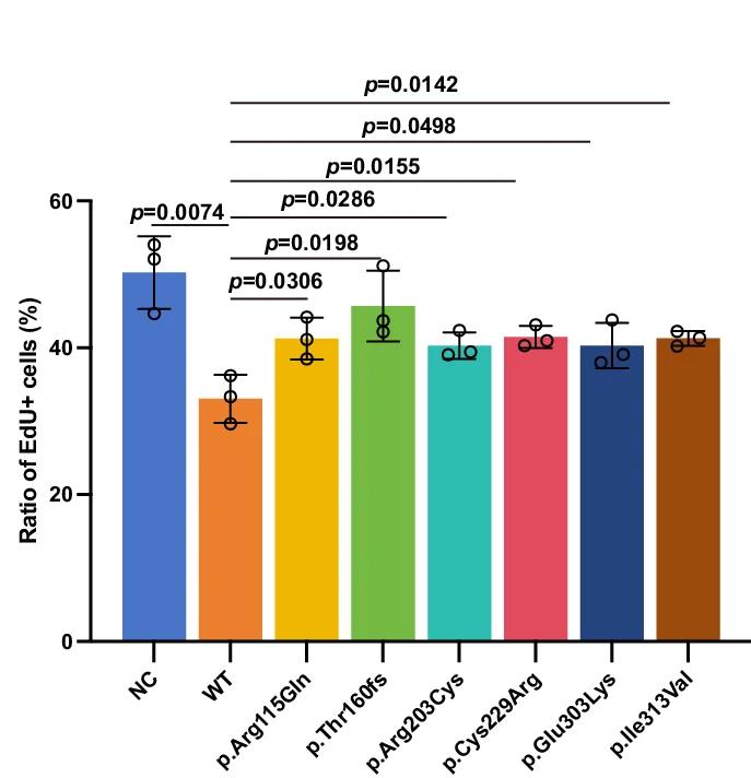 Open access visualization of Bar Plot, Error Bars, Statistical Analysis, EdU-Positive Cells, Student’s t Test