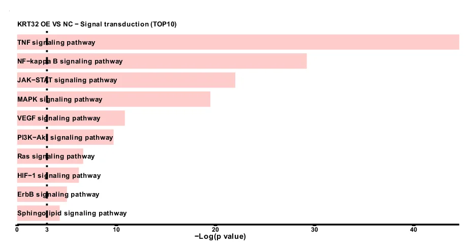 Open access visualization of Bar Plot, KEGG Signal Transduction Pathway, DEGs, RNA Sequencing, Ker-CT Cells