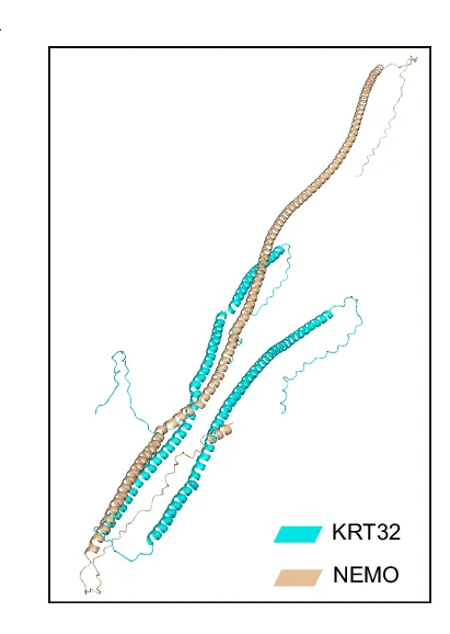 Open access visualization of Protein Structure, Molecular Docking, HDOCK, KRT32, NEMO