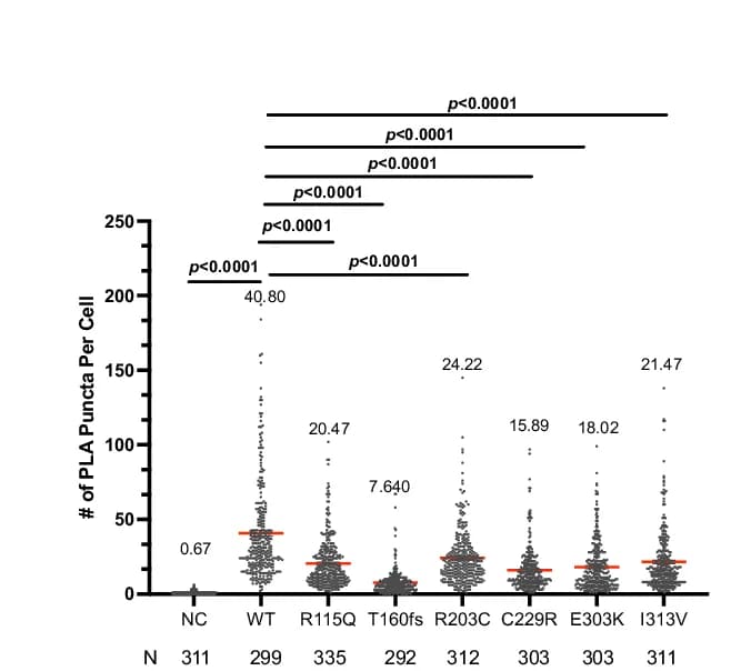 Open access visualization of Scatter Plot, PLA Foci, Cell Quantification, Statistical Analysis, Student's t-Test