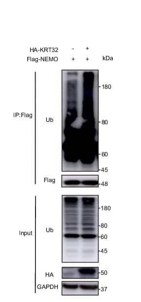 Open access visualization of Gel, Co-immunoprecipitation, HA-KRT32, Flag-NEMO, HEK 293T Cells