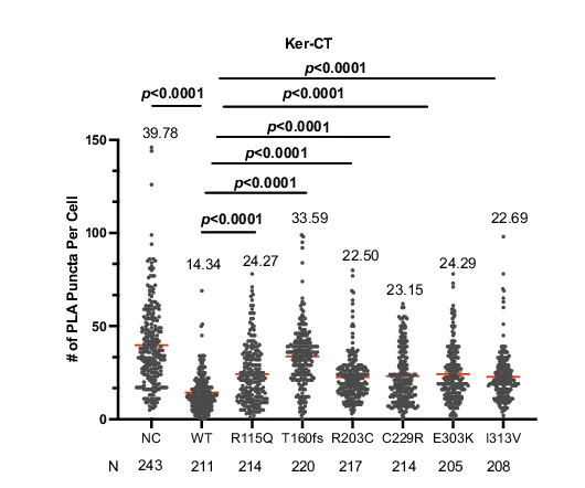 Open access visualization of Scatter Plot, PLA Foci, Ker-CT Cells, KRT32, IKKa