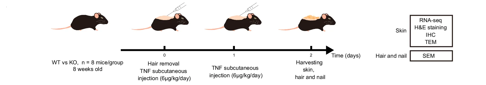 Open access visualization of Workflow, Illustration, Experimental Schedule, Wildtype Mice, Knockout Mice