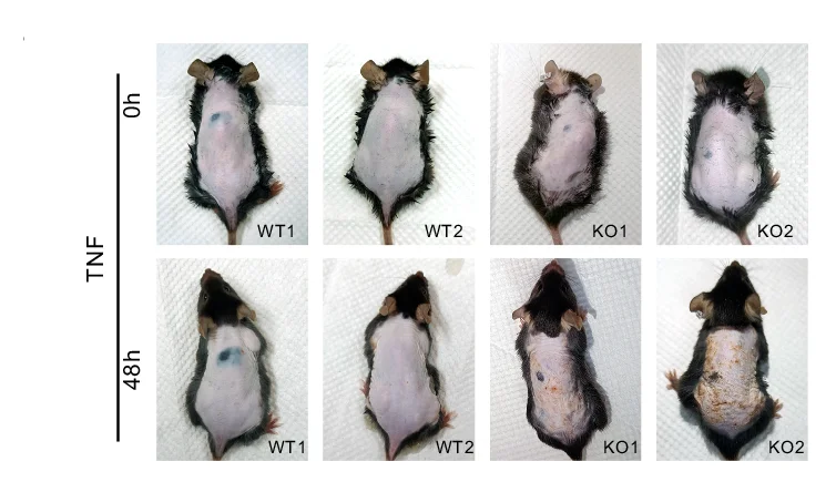 Open access visualization of Photo, Dorsal Skin, Wildtype Mice, Knockout Mice, TNF