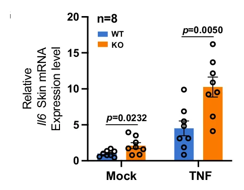 Open access visualization of Bar Plot, Error Bars, Scatter Plot, RT-qPCR, Il1b Expression