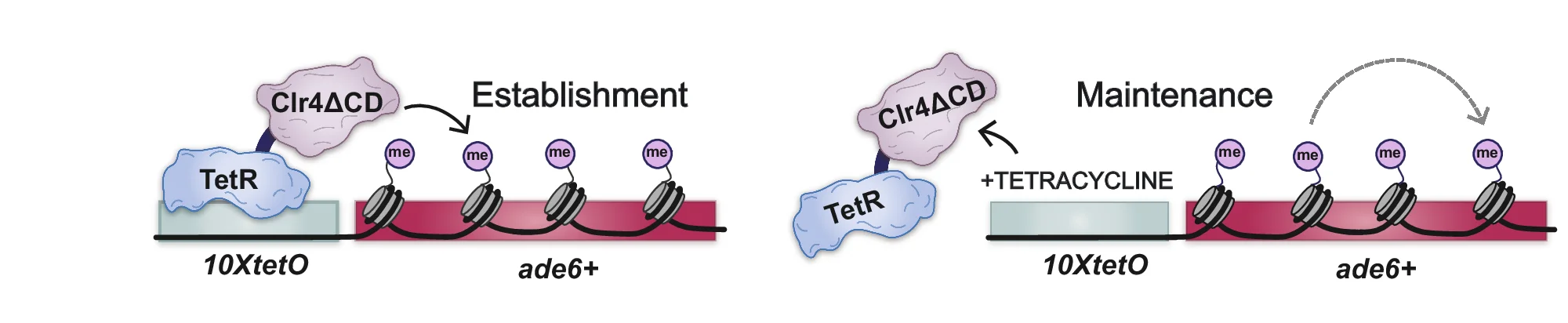 Open access visualization of Illustration, Workflow, TetR-Clr4-I, 10XtetO, Heterochromatin