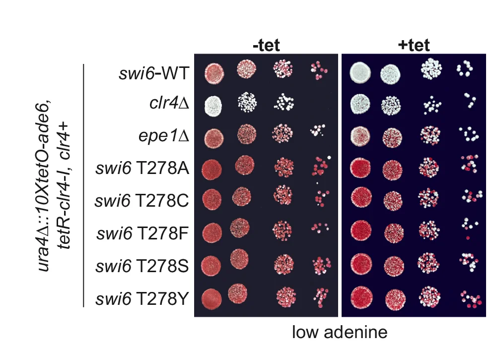 Open access visualization of Photo, Silencing Assay, ura4::10XtetO-ade6+ Reporter, Genotypes, Tetracycline