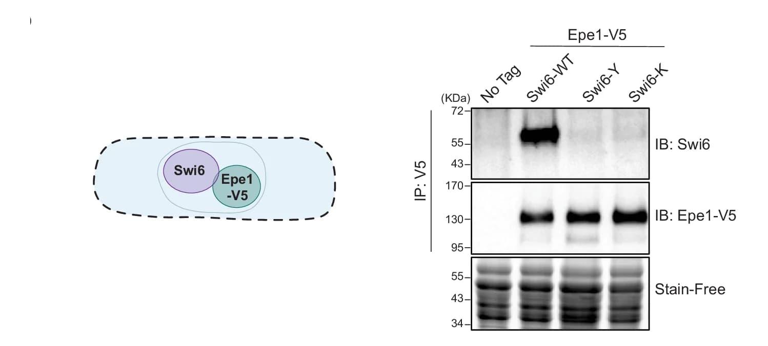 Open access visualization of Illustration, Gel, Western Blots, Coimmunoprecipitation, Cell Lysates