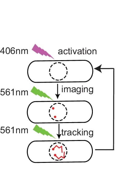 Open access visualization of Workflow, Illustration, Single-Molecule Microscopy, Live-Cell Tracking, PAmCherry-Swi6 Molecules
