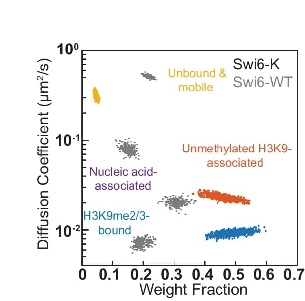 Open access visualization of Scatter Plot, Mobility States, SMAUG Analysis, PAmCherry-Swi6-K, Single-Molecule Diffusion