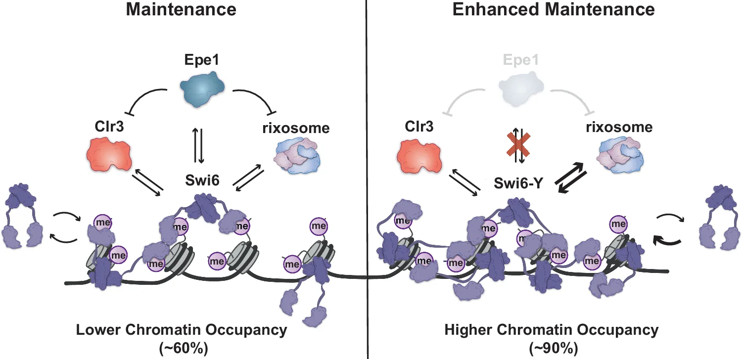 Open access visualization of Illustration, Workflow, Pathway, CSD Amino Acid Composition, Swi6-WT