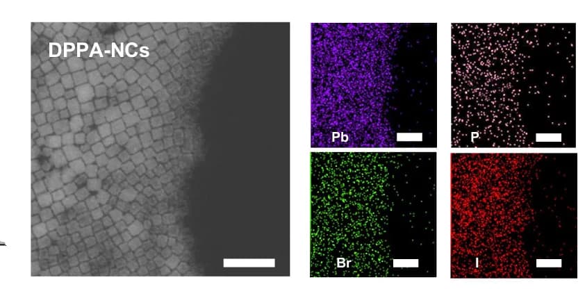 Open access visualization of Microscopy, HAADF-STEM, Elemental Mapping, DPPA-NCs