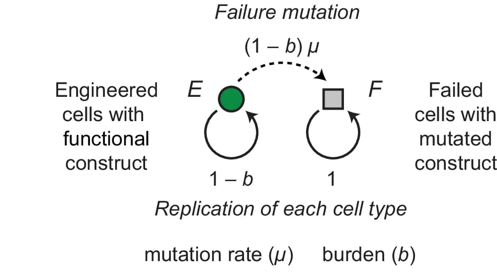 Open access visualization of Workflow, Flowchart, Differential Equation Model, Failure Mutations, DNA Construct