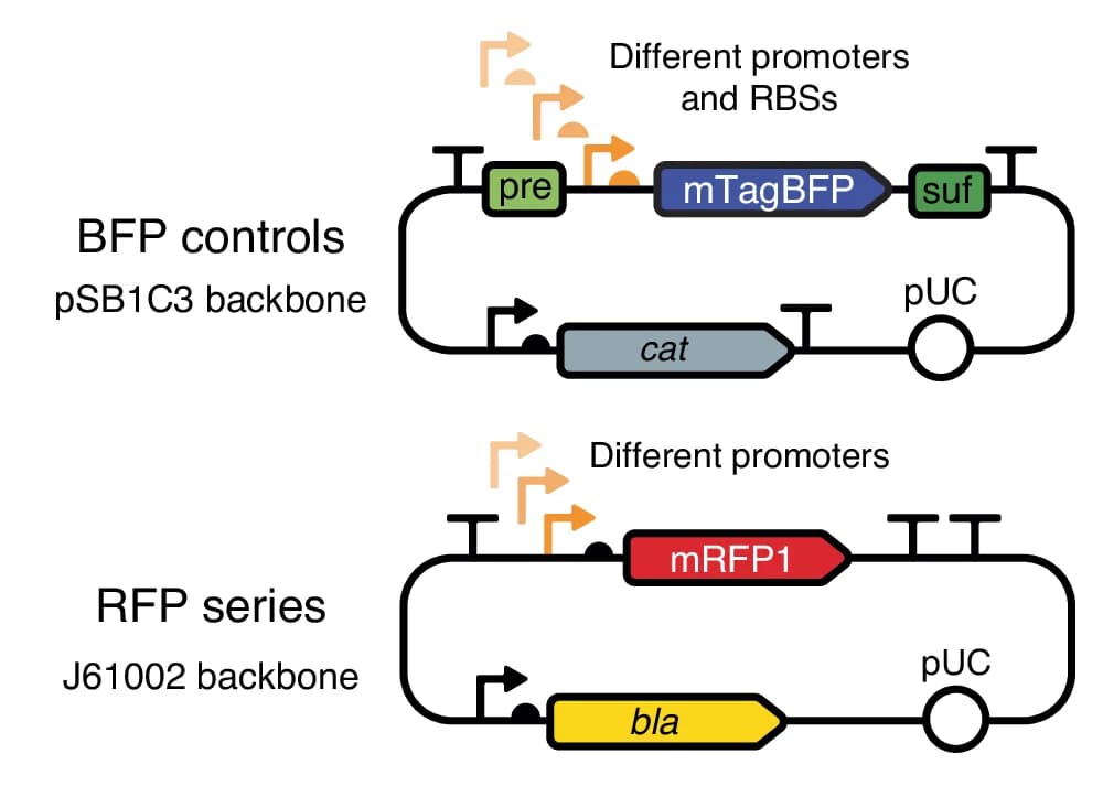 Open access visualization of Illustration, Workflow, BFP, RFP, Plasmid