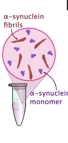 Open access visualization of Illustration, Aggregation, Monomeric α-Synuclein, Fibrillar Species