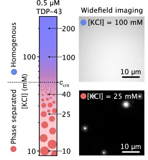 Open access visualization of Illustration, Microscopy, GFP-tagged TDP-43, KCl Concentration, Widefield Microscopy