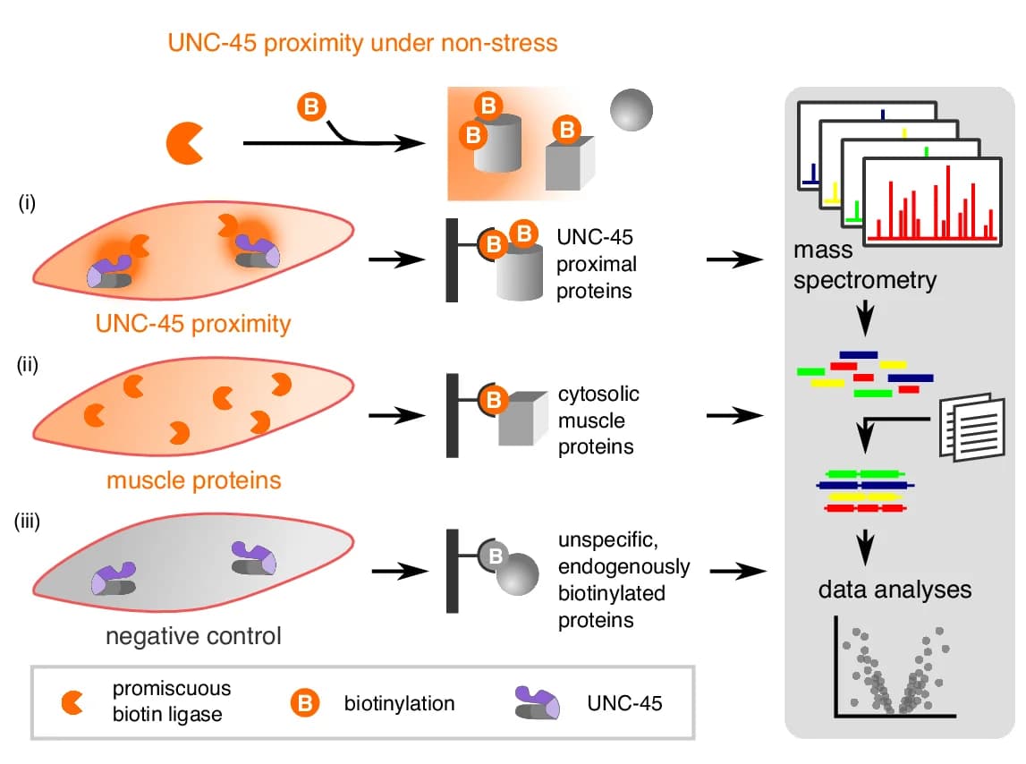 Open access visualization of Workflow, Flowchart, Proteomics, UNC-45, Ligase