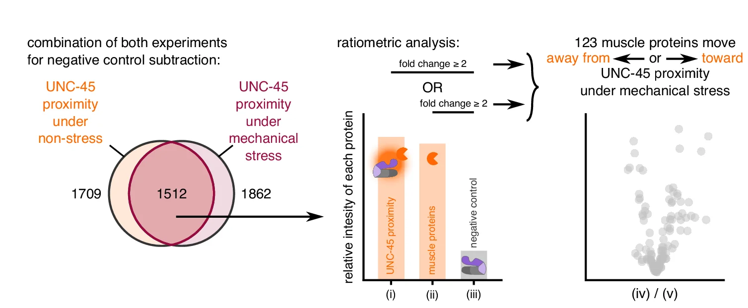 Open access visualization of Venn Diagram, Bar Plot, Scatter Plot, Proteins, UNC-45