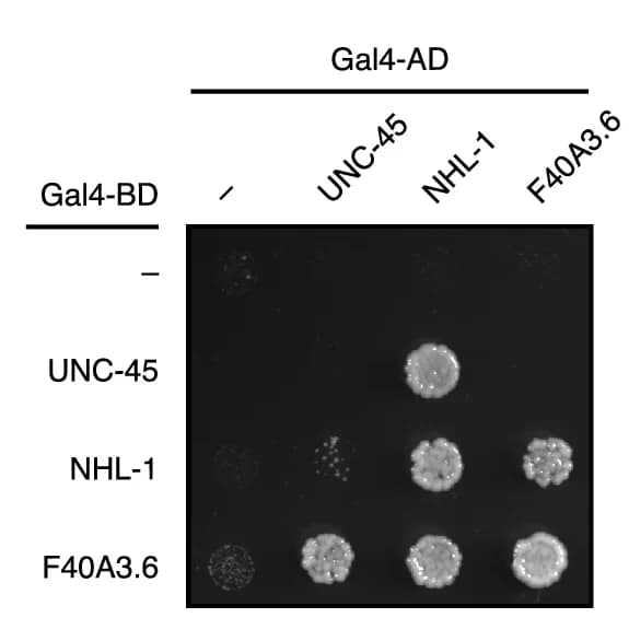 Open access visualization of Gel, qRT-PCR, NHL-1, Myosin Misfolding Mutants, Transcript Levels