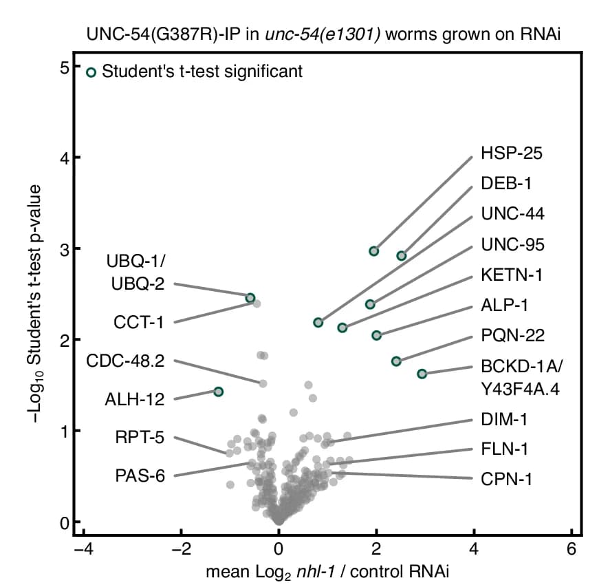 Open access visualization of Volcano Plot, Scatter Plot, UNC-54(G387R), Sarcomeric Proteins, Myosin