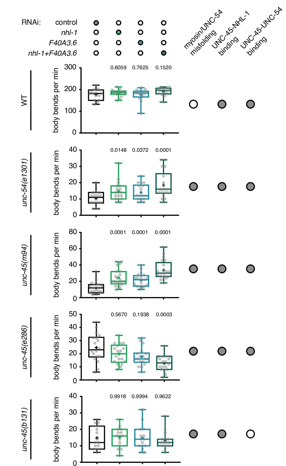 Open access visualization of Box Plot, Scatter Plot, Body Bend Counts, RNAi, NHL-1